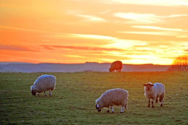 Sheep graze on the Yorkshire Dales as the sun sets on a spring-like day this week. Sadly, conditions are likely to turn nasty in the coming 48 hours.