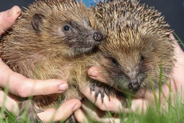 Whitby Wildlife Sanctuary, pictures: Ceri Oakes