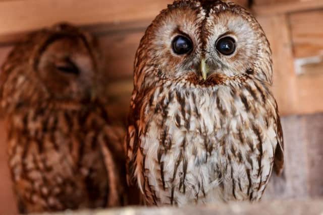 Whitby Wildlife Sanctuary, pictures: Ceri Oakes