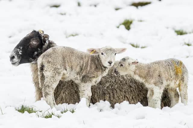 A sheep and lambs in the snow near Leyburn in the Yorkshire Dales as snow hits parts of the UK.