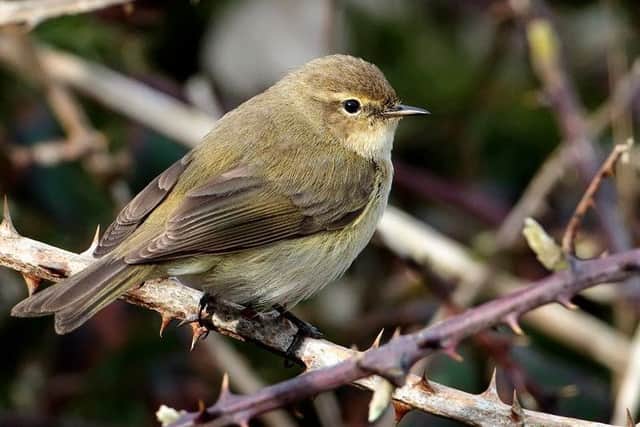 The song of the chiff chaff was heard on March 18 this year.
