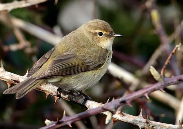 The song of the chiff chaff was heard on March 18 this year.