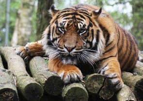 Kuasa pictured at Flamingo Land.
