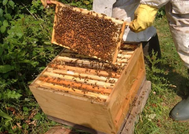 Beekeepers are now looking for queens in the hive.