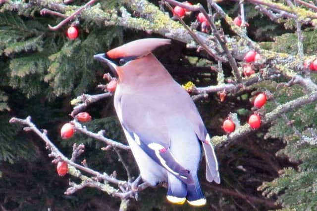 Waxwings and other migrant birds were spotted in Filey gardens.