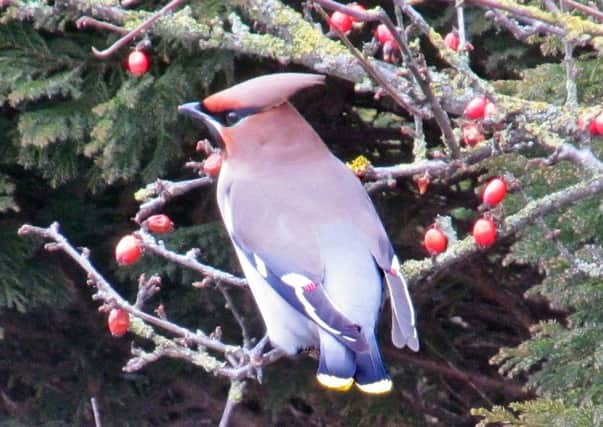 Waxwings and other migrant birds were spotted in Filey gardens.