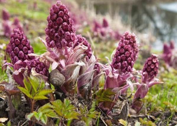 Butterbur can be seen erupting into flower on river banks and areas of wet earth.