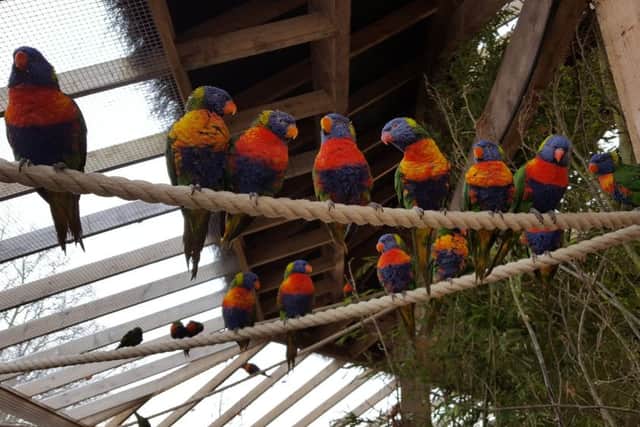Lorikeets in their new enclosure at Flamingo Land Resort.