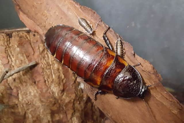 Madagascar hissing cockroaches can grow up to 7cm in length.