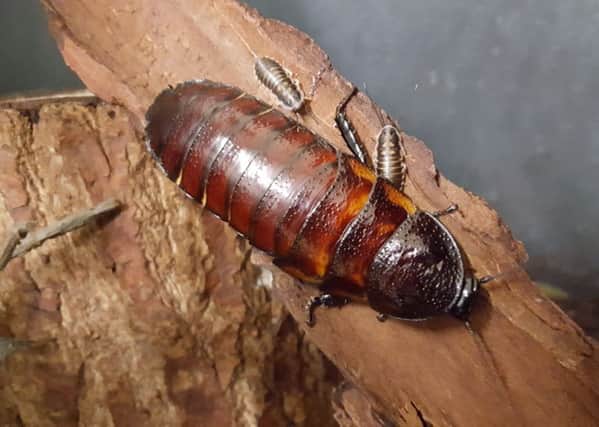 Madagascar hissing cockroaches can grow up to 7cm in length.