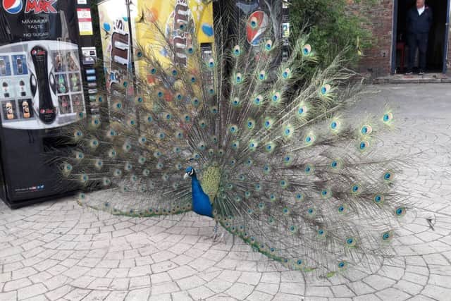 A male peacock puts on a great display of its colourful tail feathers.