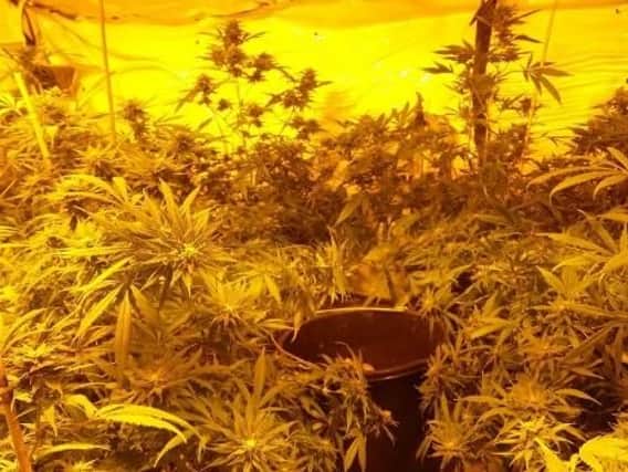 Some of the seized plants from the Scarborough property.