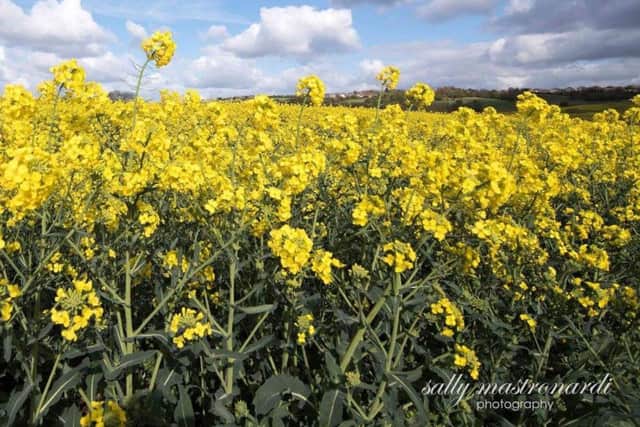 Oilseed rape field