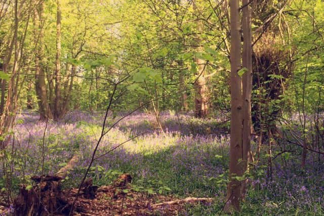 Bluebells at Temple Newsam, east Leeds