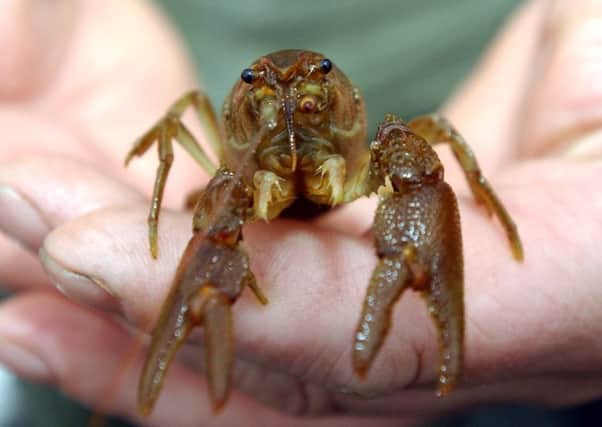 17 November 2003.. Pictured with 4 year old adult White- Clawed Crayfish in Stainforth near Settle.