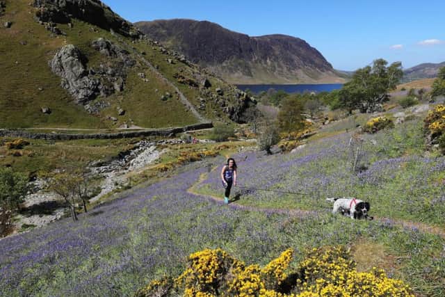 Natalie Coates from Drifield in East Yorkshire walks through a patch of Bluebells at Rannerdale Knott in the Lake District.