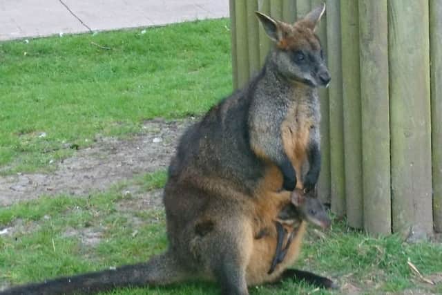 A young Joey ready to leave its mothers pouch.