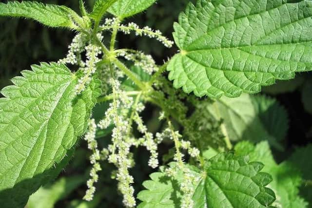Stinging nettles contain a number of health relieving ingredients including iron, folic acid and histamine.