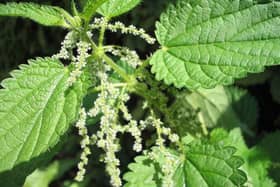 Stinging nettles contain a number of health relieving ingredients including iron, folic acid and histamine.