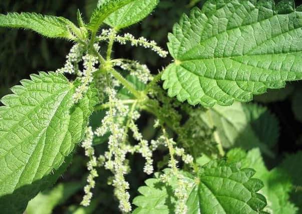 Stinging nettles contain a number of health relieving ingredients including iron, folic acid and histamine.
