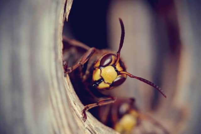 Wasps could be in for a bumper summer