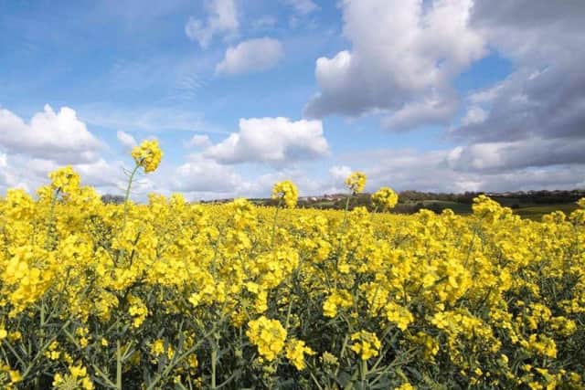 Oilseed rape