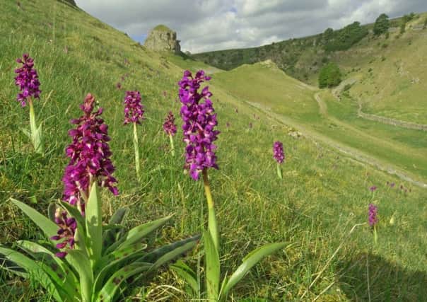 Early purple orchids in bloom.