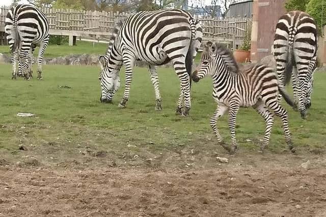 A young female zebra born at the end of April with other zebras in the Lost Kingdom enclosure at Flamingo Land Resort.
