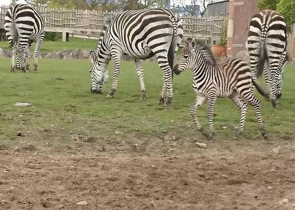 A young female zebra born at the end of April with other zebras in the Lost Kingdom enclosure at Flamingo Land Resort.