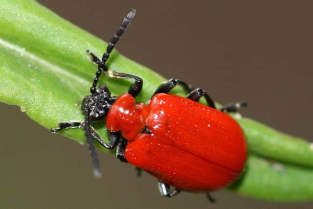 The red lily beetle, has become more widespread in the UK over the last three decades.
