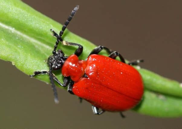 The red lily beetle, has become more widespread in the UK over the last three decades.