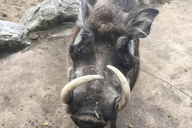 Troy the warthog celebrated his ninth birthday at Flamingo Land Resort recently.