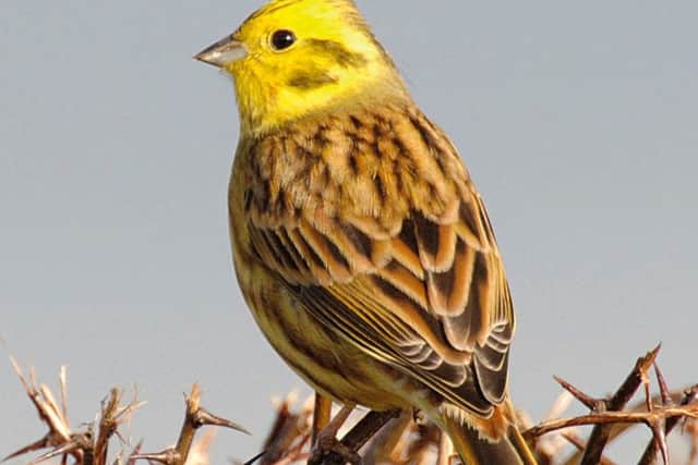 Lakes birds pics 6 - A yellowhammer, surprisingly widespread on the lower slopes of the Lakeland fells.Roger Ratcliffe [roger.ratcliffe@me.com]