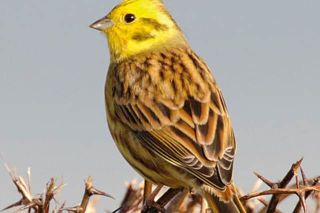 Lakes birds pics 6 - A yellowhammer, surprisingly widespread on the lower slopes of the Lakeland fells.

Roger Ratcliffe [roger.ratcliffe@me.com]