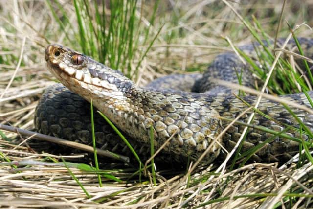 Adder bites can be fatal to dogs.