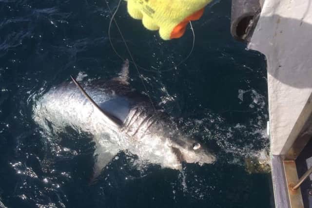 A porbeagle shark caught off the coast of Whitby on the boat charters, Mistress Sea Angling (mistress-whitby.co.uk)