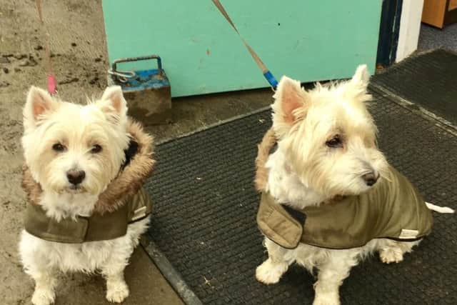 Sue Flynn's dogs Amy and Dylan outside a polling station in Roundhay, north Leeds