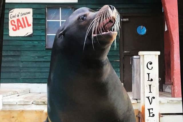 Clive the sealion.