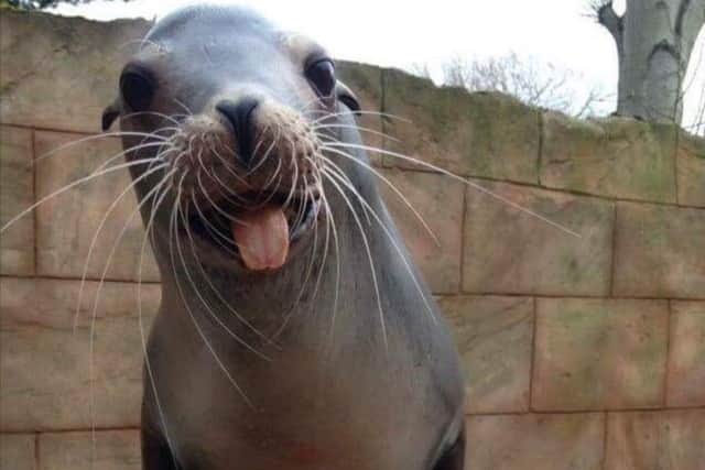 Marvin the sealion.