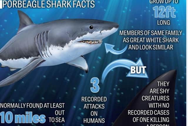 Some facts about porbeagle sharks.