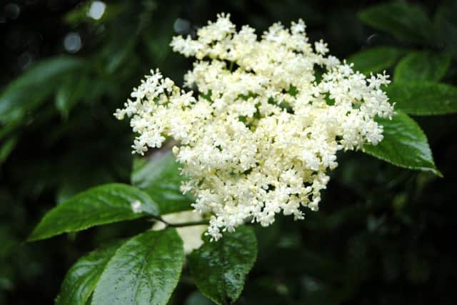 Elder is now in full bloom.