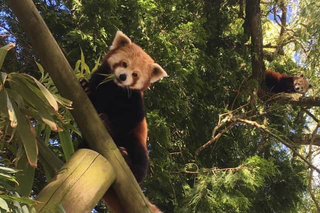 One of the red pandas at Flamingo Land zoo.