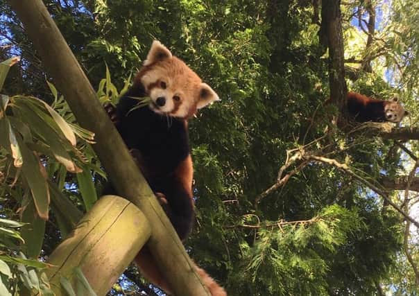 One of the red pandas at Flamingo Land zoo.