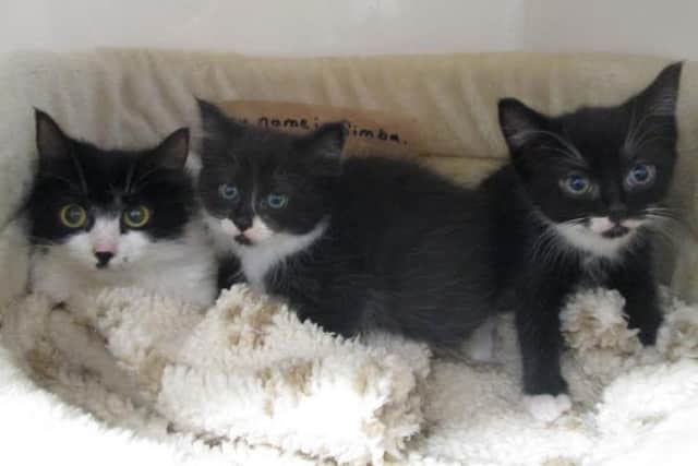 Simba (left) and her two kittens which were left outside a Scarborough charity shop in a black bin bag.