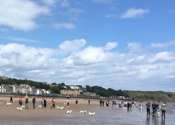 Westie Walkers let their dogs enjoy a paddle in the sea.