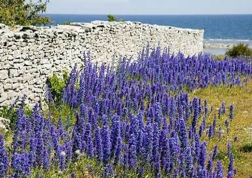 Echium vulgare known as Vipers Bugloss in full bloom.