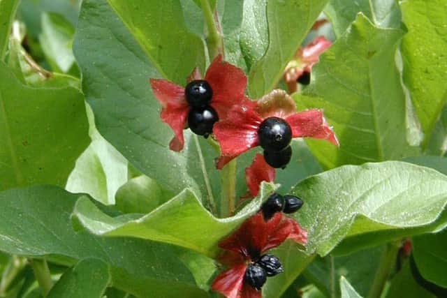 Twinberry honeysuckle