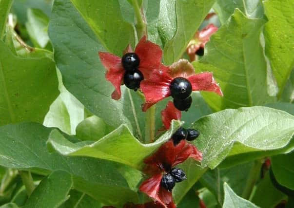 Twinberry honeysuckle
