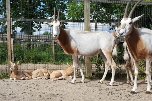 Scimitar-horned oryx with their calves at Flamingo Land.