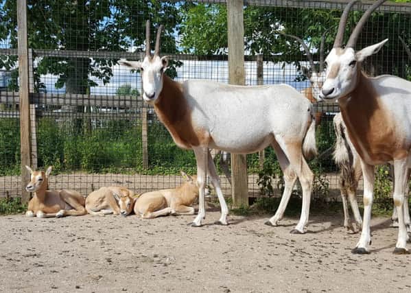 Scimitar-horned oryx with their calves at Flamingo Land.